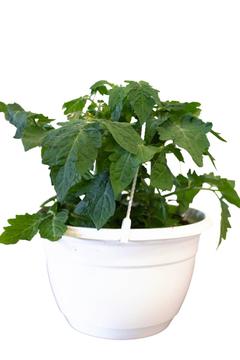 Tomaatti-amppeli 23cm