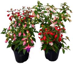 Verenpisara 12 cm