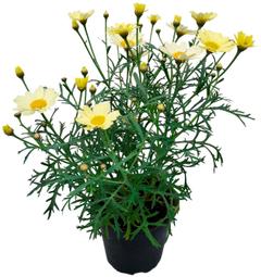 Marketta keltainen 12 cm