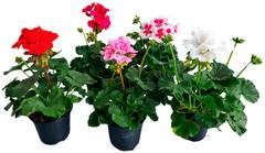 Pelargonia 12cm