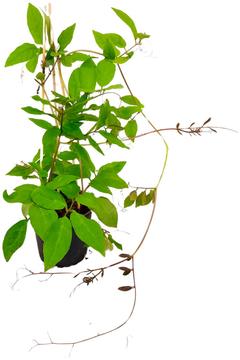 Kelloköynnös 12 cm ruukussa, korkeus 30 cm