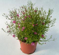 Amppeliharso 11 cm ruukussa