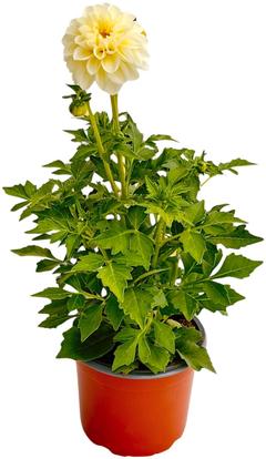 Pistokasdaalia 13 cm ruukku