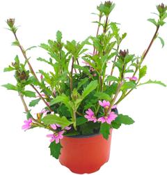 Siniviuhka 13 cm ruukussa