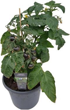 Ruukkutomaatti 'Purpleboy' 19 cm ruukussa, tummanlila kirsikkatomaatti