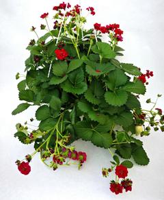 Mansikka Summerbreeze Rose 23cm