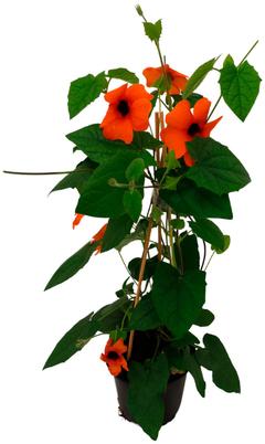 Mustasilmäsusanna pyramidi 19cm