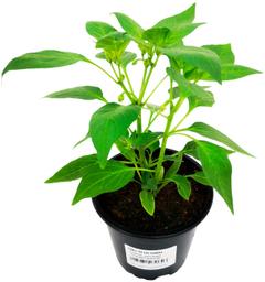 Chili 12cm mix
