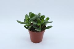 Coop Rahapuu, Crassula ovata, korkeus 20-25cm