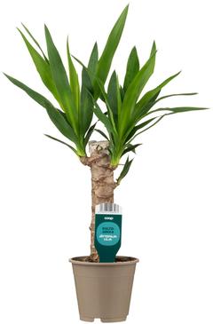 Coop kiiltojukka, Yucca gigantea, korkeus n. 45cm, 2-4 latvaa