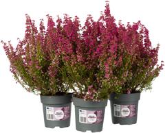 Erica gracilis, kellokanerva