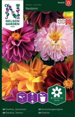 Nelson Garden siemen daalia, tarha-, Redskin, väriseos