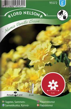 Nelson Garden siemen samettikukka, ryhmä-, 'Alumia Vanilla'