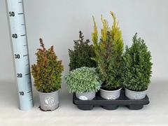 Sypressi, Chamaecyparis Exclusive, lajitelma, Ø 13cm Minta® , Ellgrandii® , Nova Gold® ,Gold Rush® , Excellent Point®
