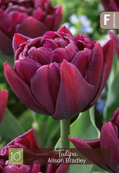 Tulppaani Alison Brandly Z11-12, 10kpl