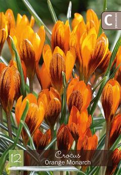 Kultasahrami, Crocus Orange Monarch Z5/7, 12kpl
