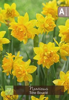 Narsissi, Narcissus Tete Boucle Z10-12, 7kpl