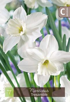 Narsissi, Narcissus Tresamble Z10/12, 7kpl