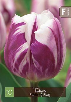 Tulppaani, Tulipa Flaming Flag Z11-12, 10kpl
