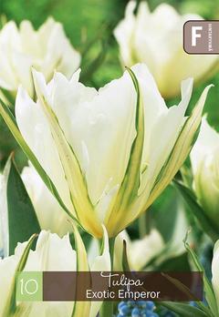 Tulppaani, Tulipa Exotic Emperor Z11-12, 10kpl