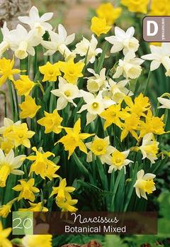 Narsissi, Narcissus Botanical sekoite Z10/12, 20kpl
