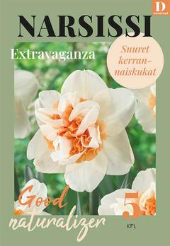 Narsissi, Narcissus Extravaganza Z12/14, 5kpl