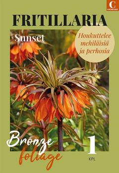 Fritillaria Sunset 18/20, 1kpl