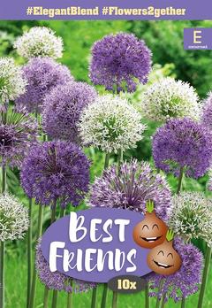 Laukka, Allium Elegant Blend 12/14, 10kpl