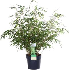 Ruokobambu 60 cm