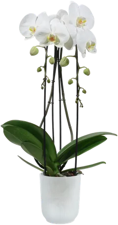 elho orkidearuukku Vibes 12,5cm kirkas - 4