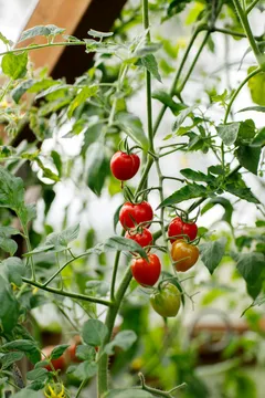 Kekkilä tomaatti- ja chilimulta 15 L - 5