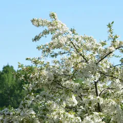 Marjaomenapensas rungollinen Malus toringo var sargentii, 150-250 astiataimi - 1