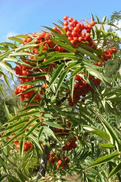 Tuurenpihlaja 'Dodong' astiataimi 150-200 m, Sorbus 'Dodong' - 3