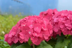 Jalohortensia 'Summer Love' astiataimi 3l ruukussa - 2