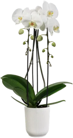 elho orkidearuukku Vibes 12,5cm valkoinen - 4