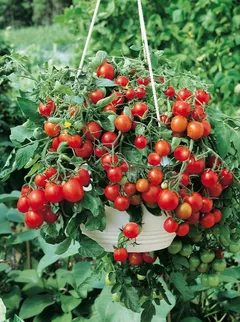 Tomaattiamppeli 23 cm 'Brazil Red' - 2