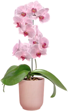 elho orkidearuukku Vibes 12,5cm läpikuultava pinkki - 4