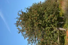 Ruotsinpihlaja 150-250 cm astiataimi Sorbus intermedia - 2