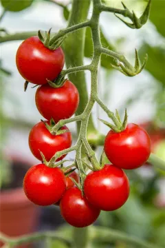 Tomaattiamppeli 23 cm 'Brazil Red' - 3