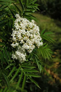 Tuurenpihlaja 'Dodong' astiataimi 150-200 m, Sorbus 'Dodong' - 2