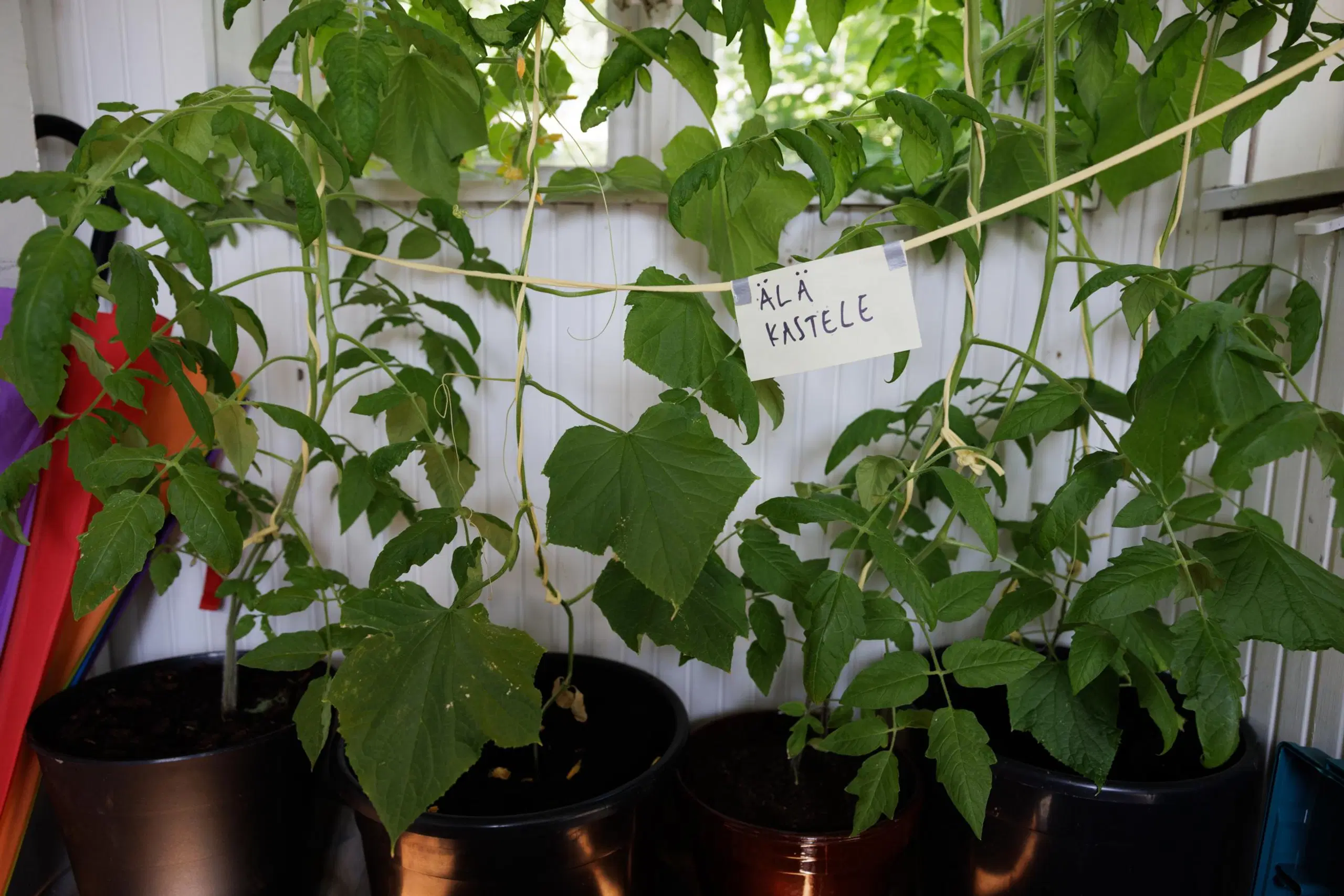 Kasveja, joissa roikkuu lappu, jossa lukee ”älä kastele”.