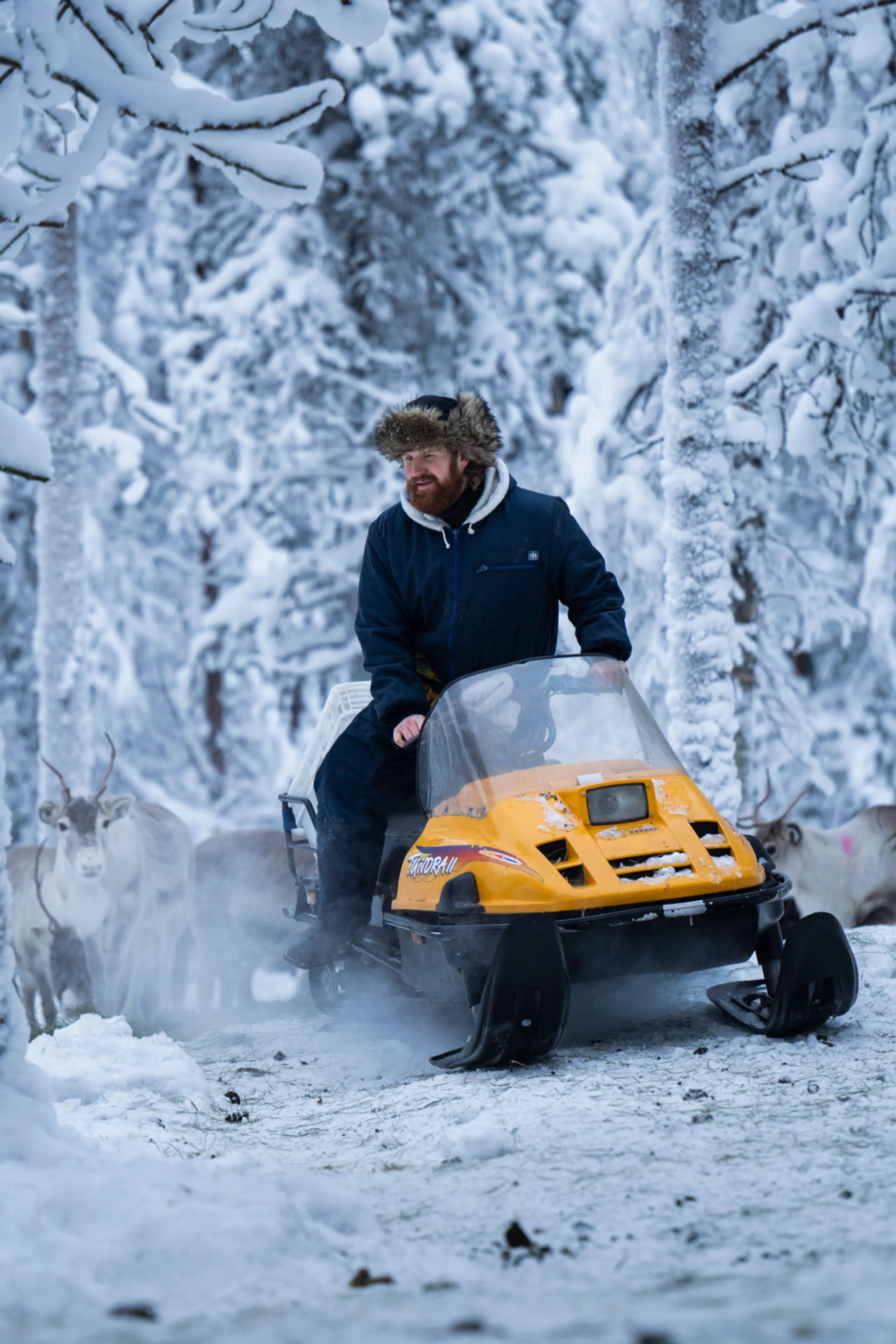 Tommi Manninen ajaa mottorikelkkaa. Taustalla poroja