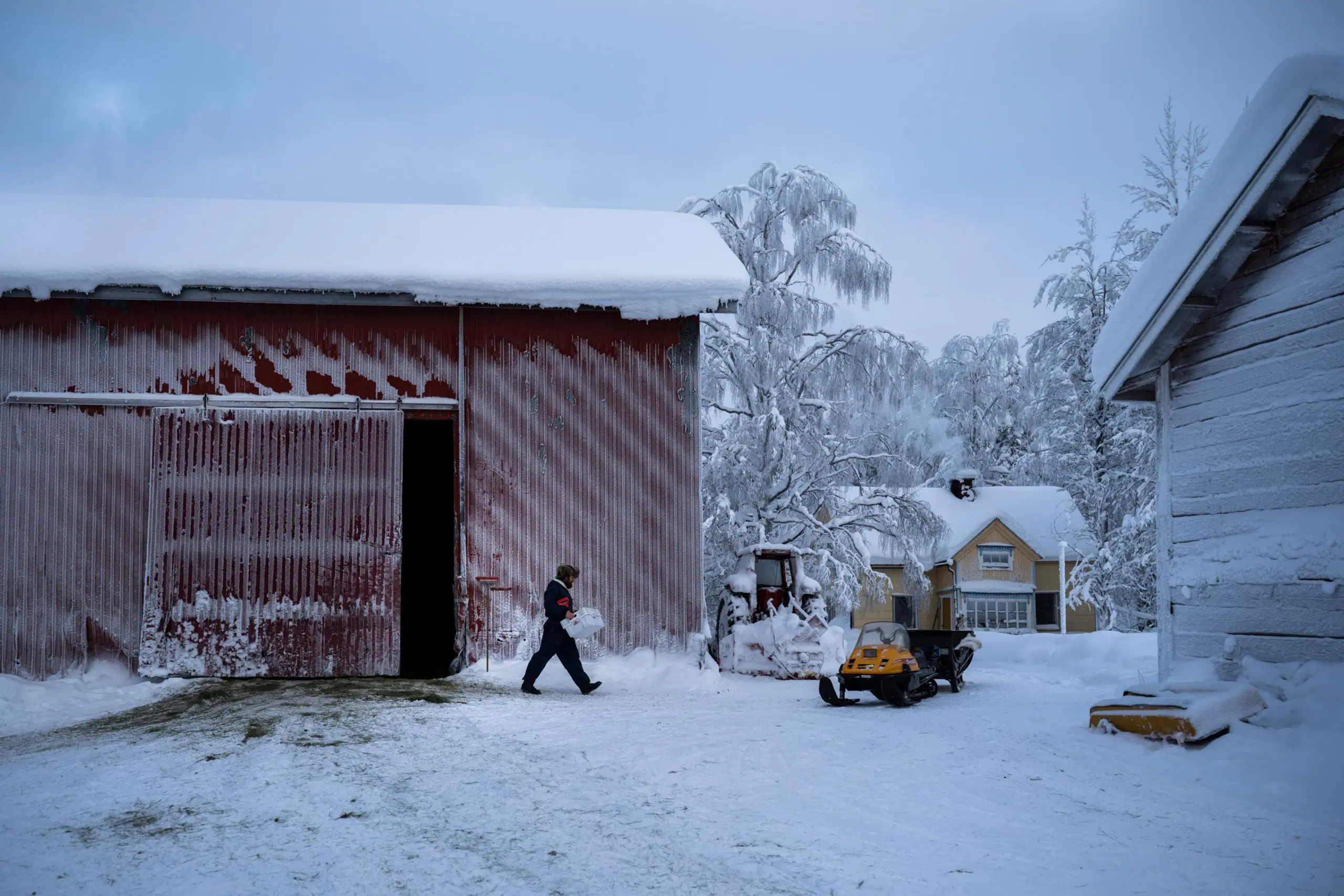 Tommi Manninen kantaa poron rehua moottorikelkan kyytiin