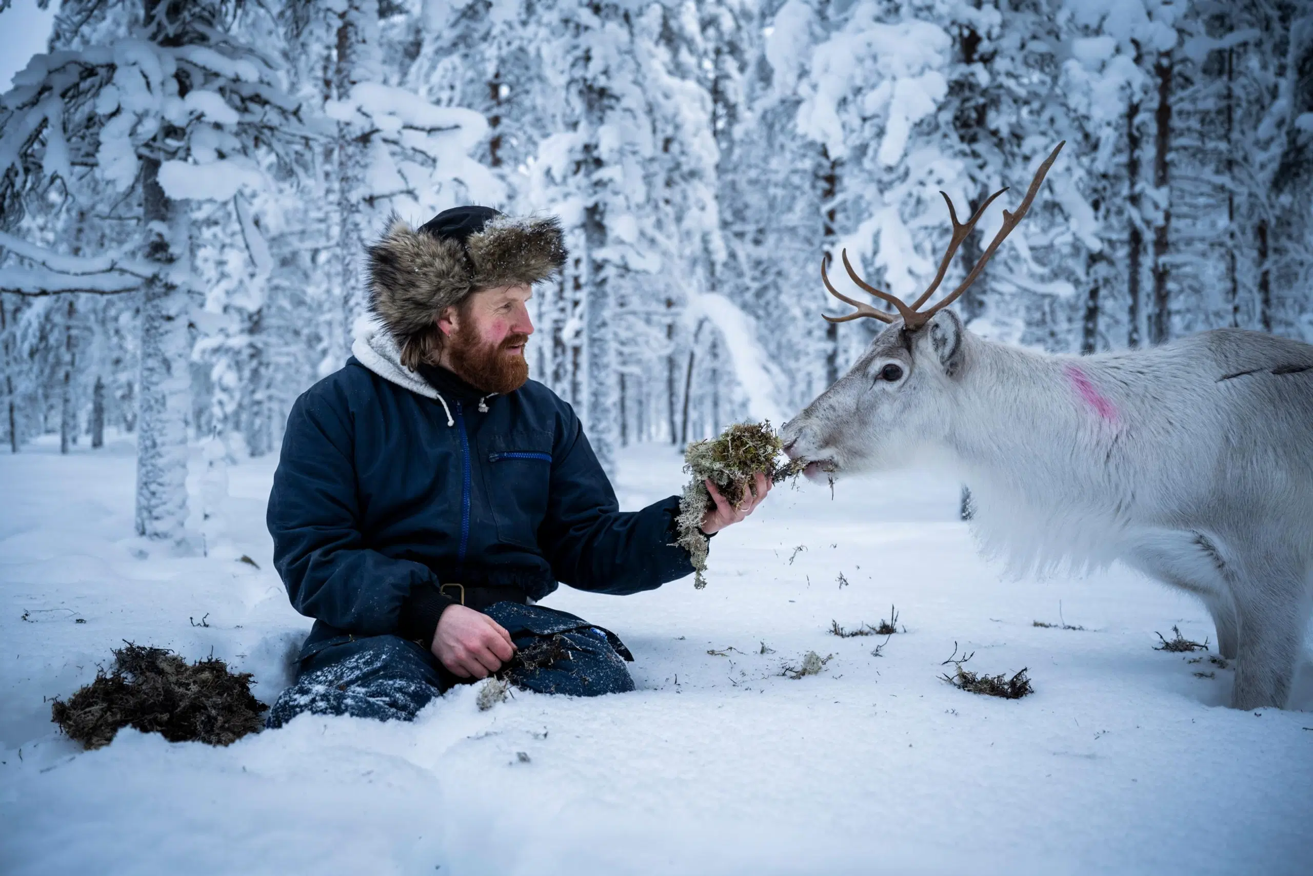 Tommi antaa kädestään jäkälää porolle