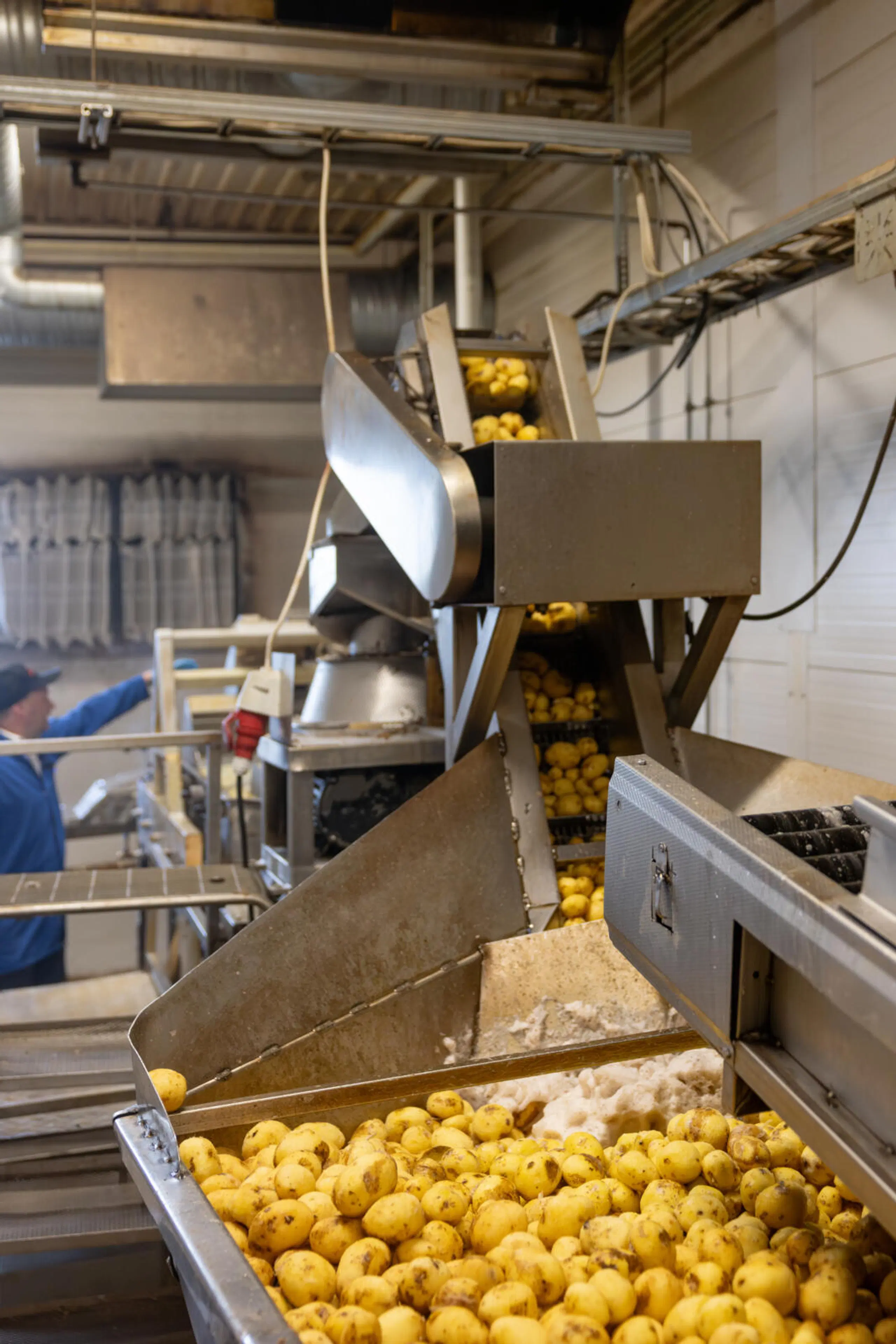 Perunoita kulkee tehdaslinjalla.