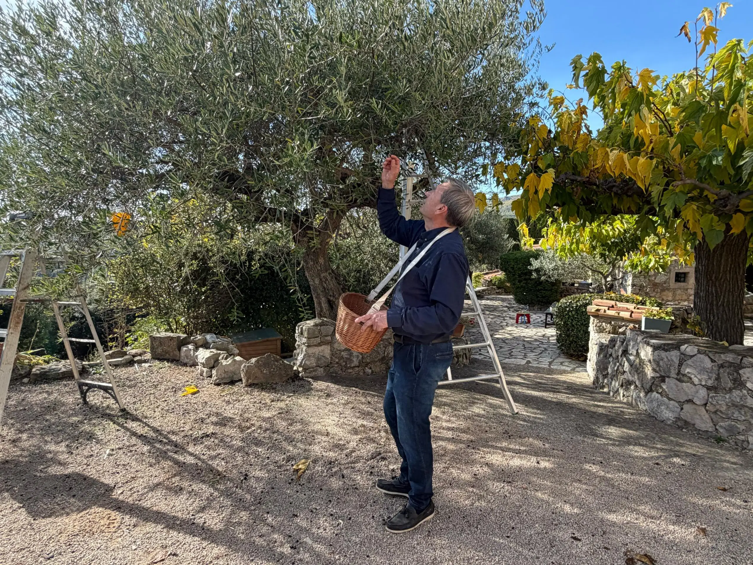 Mies poimii oliiveja koriin