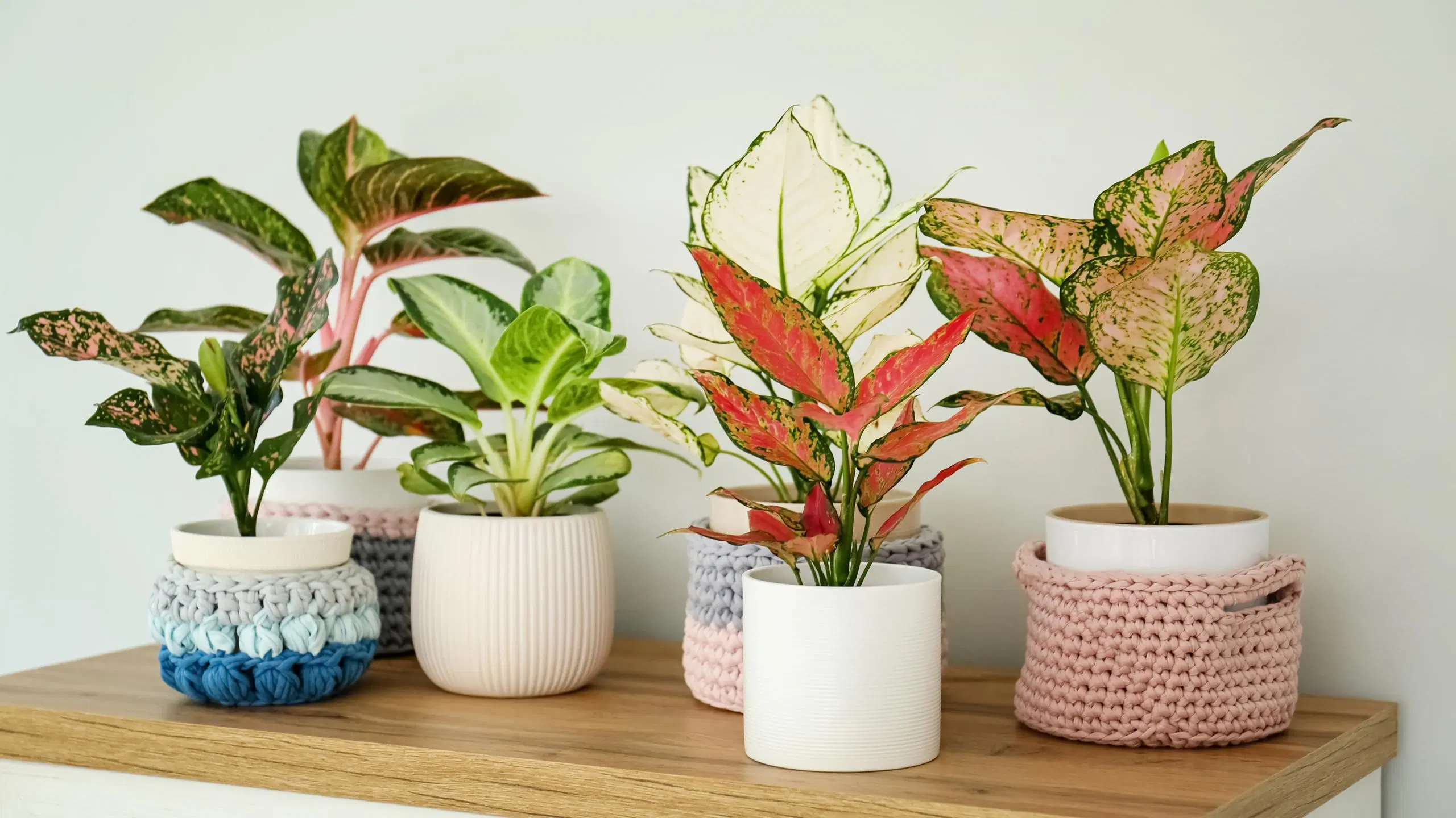 Erilaisia viherkasveja ruukuissa lipaston päällä