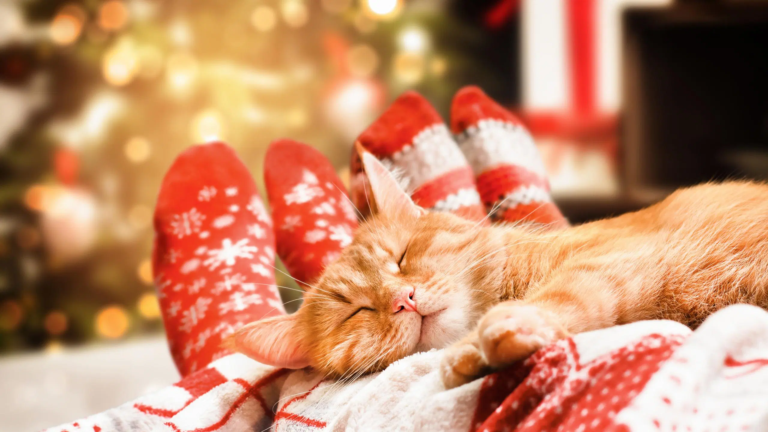 Punainen kissa nukkuu kahden jouluisen viltin alla olevan ihmisen jalkojen päällä. Taustalla erottuu joulukuusi.