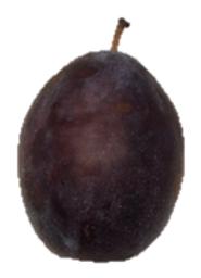Ploom Lepotica
