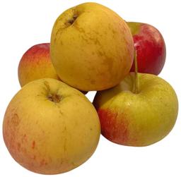 Õun Auksis II klass